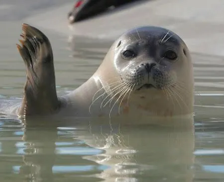 Holiday home En Duinen 331 *