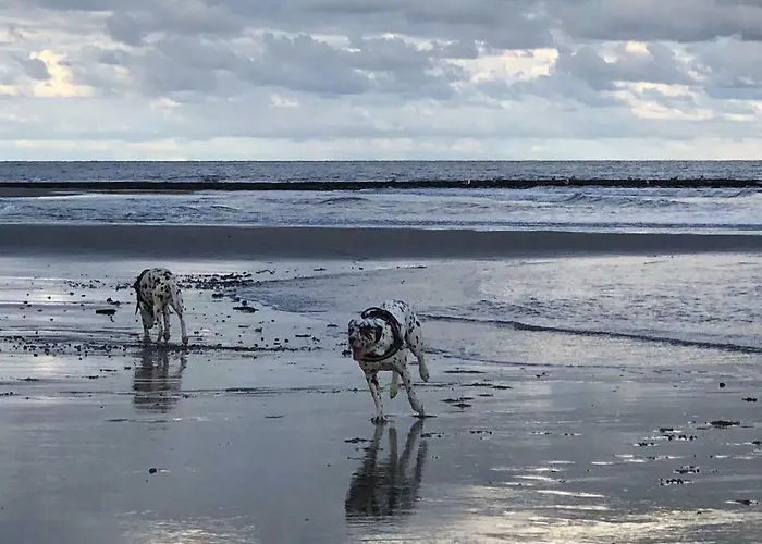 En Duinen 331 Julianadorp