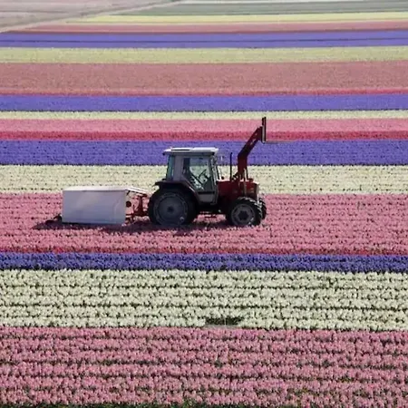 Dom wakacyjny En Duinen 331 Omheinde Tuin Julianadorp