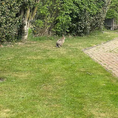 Dom wakacyjny En Duinen 331 Omheinde Tuin *