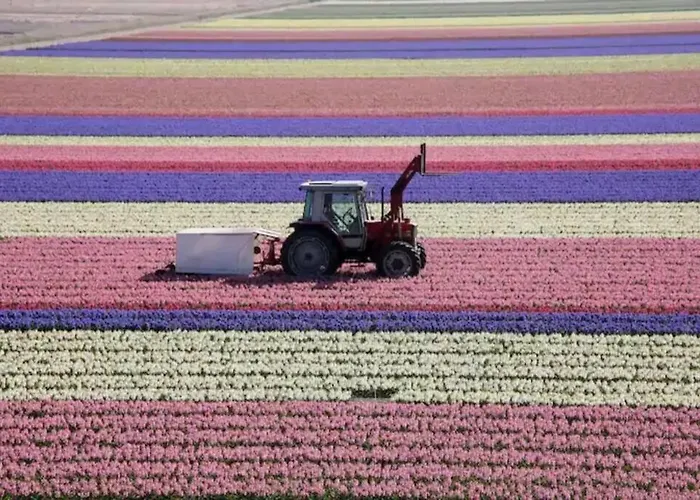 Dom wakacyjny En Duinen 331 Omheinde Tuin Julianadorp