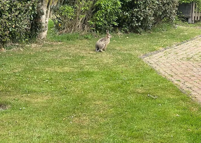 Dom wakacyjny En Duinen 331 Omheinde Tuin *