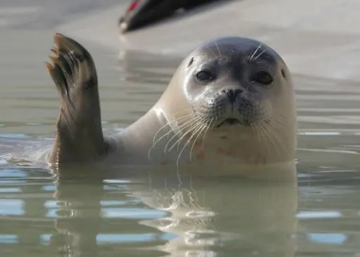 Dom wakacyjny En Duinen 331 Omheinde Tuin *